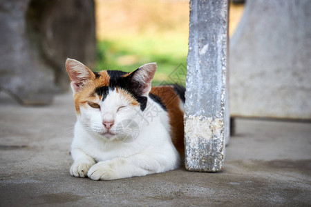 美丽的三色猫睡在地上图片