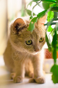 一组优雅可爱的小猫在阳光明媚的窗台上的照片图片