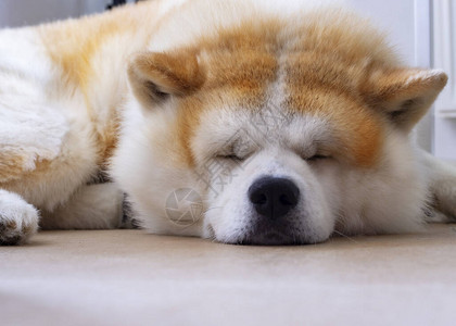 躺在地板上睡觉的秋田犬图片