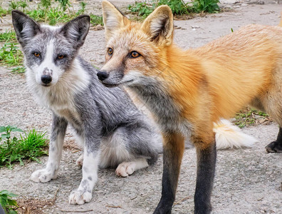 两个可爱的驯服狐图片