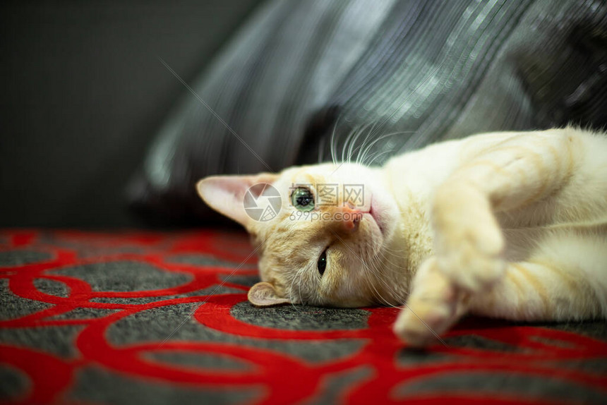 橘猫正注视着高清图片下载-正版图片504219294-摄图网