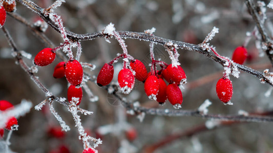 寒冷冬日早晨的美丽小红莓图片
