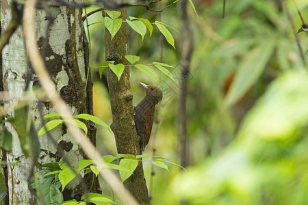 Garbhanga森林保护区图片
