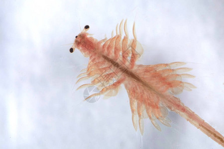 超大型动物关闭了1亿种古老的盐水虾水图片