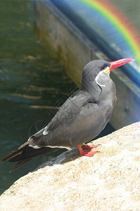 印加燕鸥Larosternainca是燕鸥科的燕鸥它是属的唯一成员nn这种独特的羽毛鸟类在秘鲁和智利的海岸繁殖图片