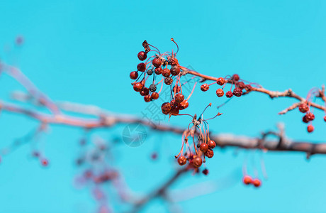 树枝上的干冬花楸图片