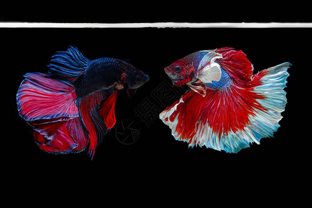 2克护手霜2条暹罗斗鱼在黑色背景上打架背景