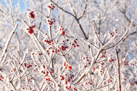 冬天白雪覆盖的荚蒾灌木图片