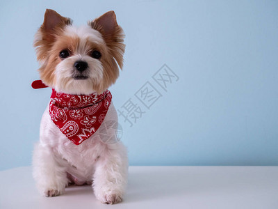 可爱的小狗biewer约克夏犬的工作室肖像与蓝色背景上的红领小狗凝视和等待奖励的新可爱成员宠物护理概图片