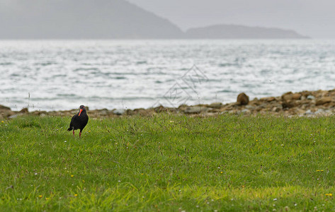 新西兰南岛野外捕食牡蛎动物的新图片