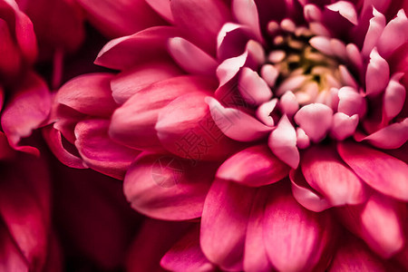 花朵或菊花植物背景的紧密花瓣图片