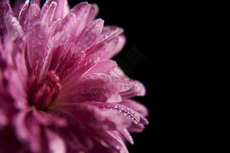 紫菀的粉红色花朵与黑色背景上的露珠文本的地方美丽的图片