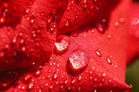 红玫瑰花瓣有露水滴图片