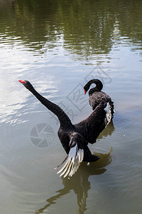 黑天鹅伸颈展翅在池塘图片