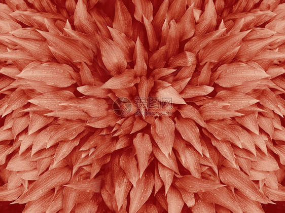 珊瑚粉色调的玉簪百合植物giboshi的特写宏图片