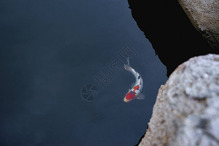 锦鲤鱼在湖中游泳美丽的颜色图片