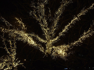 城市行道树的圣诞灯饰图片