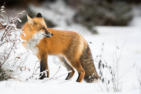 laacher 湖冬季野生红狐狸背景