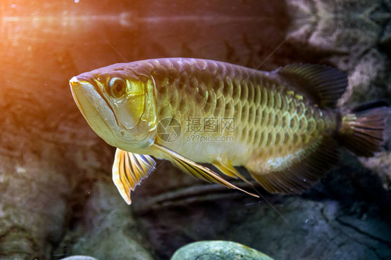 在水族馆里漂浮并看着相机的scleropages鱼的特写镜头图片