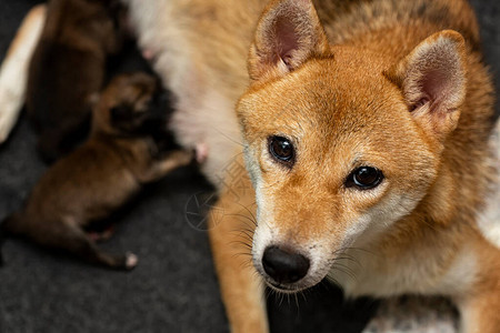 新生ShibaInu小狗的特写镜头日本柴犬美丽的柴犬小狗颜色棕和妈1天大宝背景图片