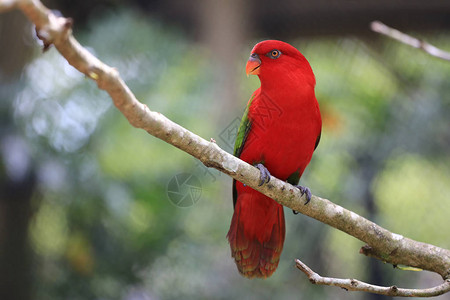 丛林热带树枝上的红麦子鸟野生物稀图片