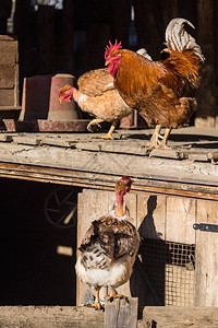 户外农场的鸡和公鸡图片