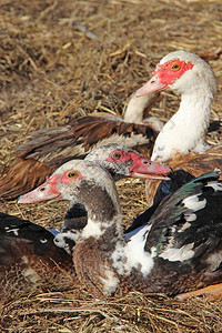 番鸭坐在家禽的粪便堆上院子里的家禽家禽住在农场家禽生活在家禽中乡图片