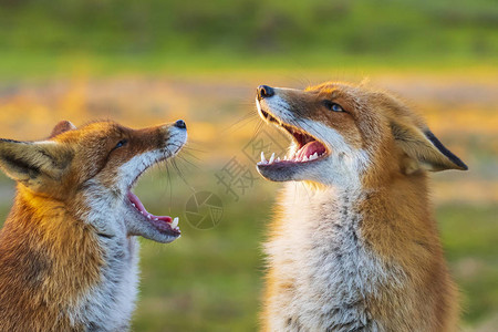两个野生红狐狸的近身硫酸图片