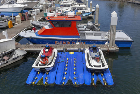 港湾巡逻艇和救援犬停靠在图片