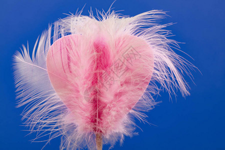 蓝色背景上有羽毛的装饰粉红色心图片