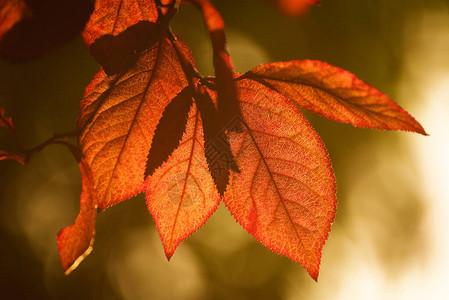 秋天背景中的红叶图片