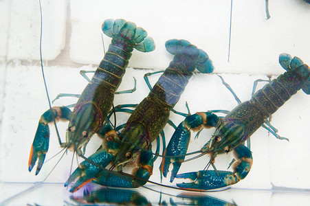 小龙虾在鱼市水族馆的水下图片