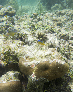 托吉亚岛海洋生态系统有鱼类和珊瑚图片