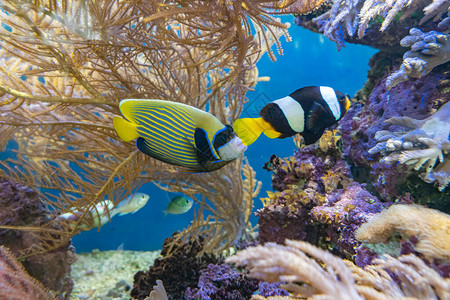 盐水族馆中色彩鲜艳的鱼图片