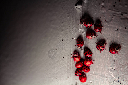 一群充满活力的红色和黑色女士虫子甲虫爬上灰色图片