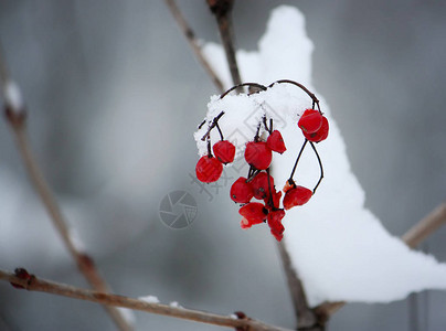 白雪覆盖的树枝上有成熟的红色浆果的荚蒾树图片