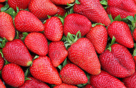许多成熟的草莓在春图片