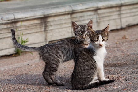 两只小猫图片