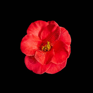 黑色上盛开的红色山茶花背景图片