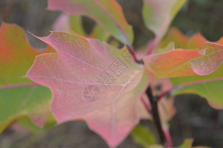 五颜六色的秋天叶子特写镜头的纹理图片