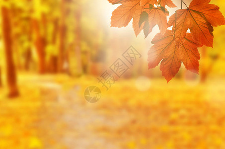 秋天背景秋天公园的黄叶在图片