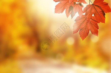 秋天背景秋天公园的黄叶在图片