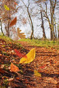 秋天树叶的边框落在风景背上阳光明媚的秋天树叶图片