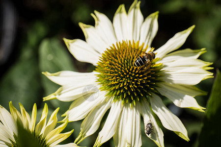 花朵细节在花园里和蜜蜂图片