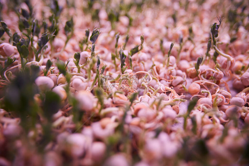 关闭未来植物或蔬菜的芽图片