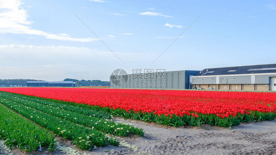 郁金香花海图片