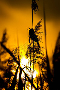 歌唱鸟日落自然背景鸟类图片