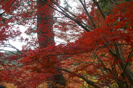 秋天背景的枫树红叶图片