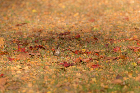 草地上的雪鸟秋天的落叶图片