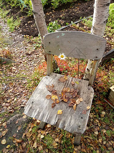 秋天花园里落叶的旧椅子图片